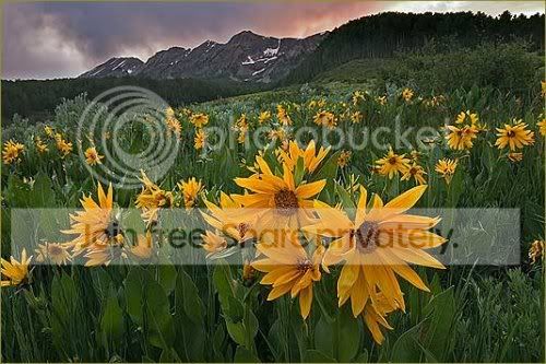 sunflower.jpg